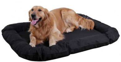 camas para perros grandes baratas