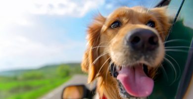 transportar perro en coche