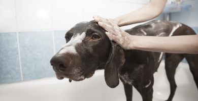 limpiar perro pulgas